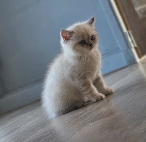  Zuckersüße BKH Point-Kitten (Hobbyzucht mit viel Herz) suchen ein Zuhause auf Lebenszeit! 