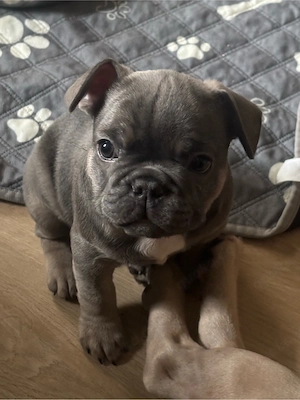 Französische Bulldogge Welpe sucht liebevolles Zuhause