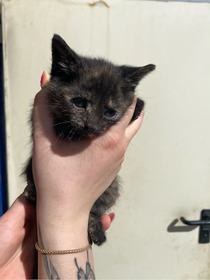 Süße Kitten suchen ein liebevolles Zuhause