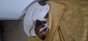 Beaglemix abzugeben junghund