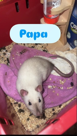 Farb-Ratten Babys 