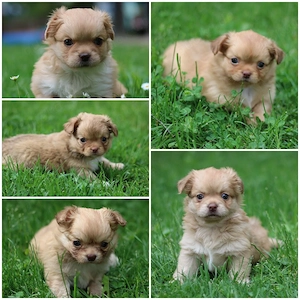 Wunderschöne Reinrassige Chihuahua Welpen Rüden Hündin Choco Red Brindle Langhaar.