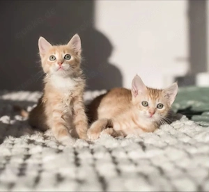 Apollo & Pluto Verspielte Kater suchen neuen Planeten