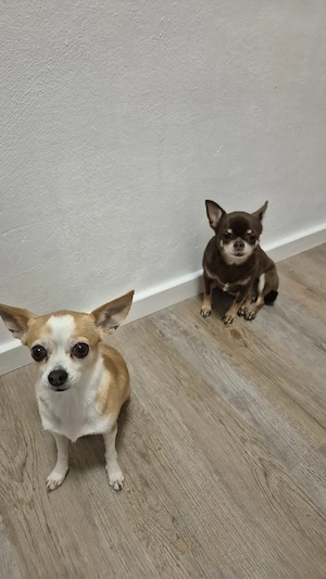 Chihuahua-Mädchen Mia & Mila 