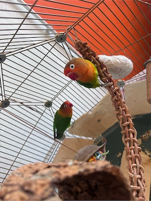 papageine vögel 