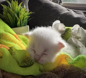 im auftrag sibirische katzen neva masquerade
