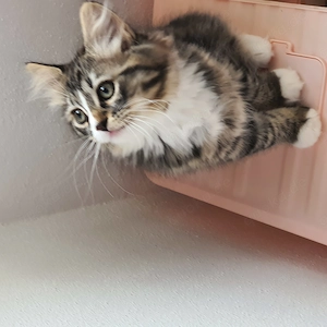 Ragdol Britisch Langharr Mix, Katzenbaby 3 Monate Alt sucht  ab SOFORT ein Neues Zuhause