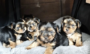 Unsere Yorkshire-Terrier-Welpen suchen ein liebevolles Zuhause