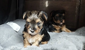 Unsere Yorkshire-Terrier-Welpen suchen ein liebevolles Zuhause