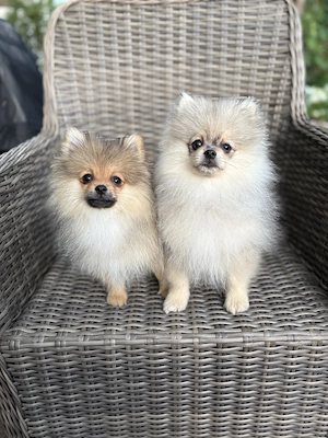 Zwergspitz Welpen (nur 2 Rüden!)  Spitz Merle Sable Beige 