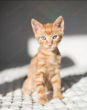 Orion Verspielter Kater sucht neuen Planeten