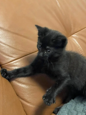 Süßes weibliches Katzenbaby sucht liebevolles Zuhause 