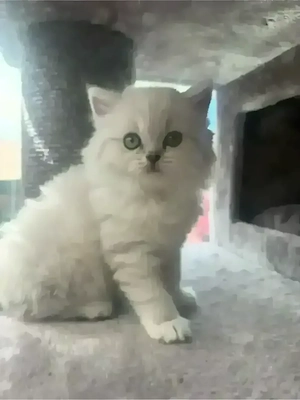 Bkh Kitten zu verkaufen 