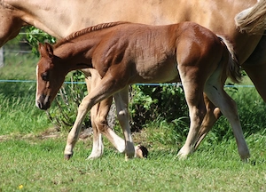 Quarter Horse chestnut Stute 2026 reining prospect 