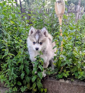 Pomsky Welpen