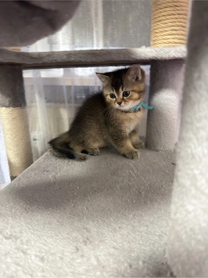 Bkh kitten 