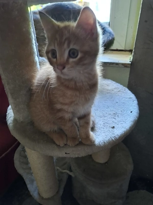 Katzenbabys,   Persermischling, Babykatzen, Kitten, Katzenbaby