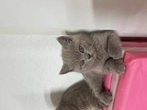 Süße Teddy BKH Kitten 