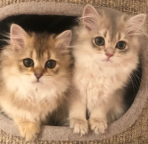 Britisch Langhaar BLH Kitten Mädchen