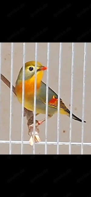 Chinesische Nachtigall  Sonnenvogel