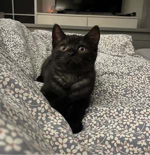 BKH Mix Black Smoke 1 Jahr alt 