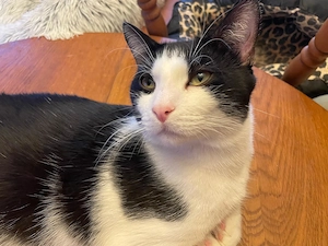 Hübscher Schmusekater sucht liebevolles zu Hause