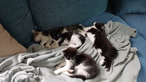 Babykatzen abzugeben 