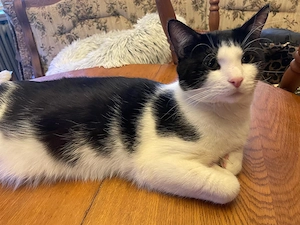 Schmusekater sucht liebevolles zu Hause