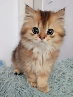 BKH BLH Kitten (Junge)