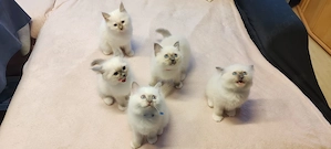 Heilige Birma Kitten 