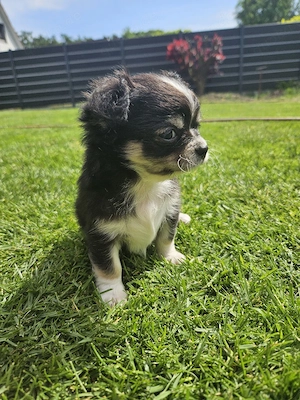 Chihuahua Welpen  blue, lilac