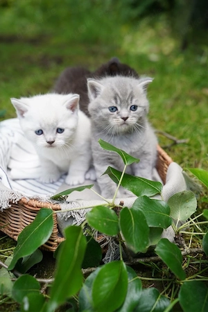 Süsse reinrassige BKH Kitten