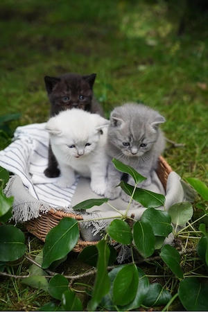 Süsse reinrassige BKH Kitten