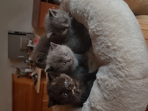 BKH Kätzchen suchen neuen Wirkungskreis