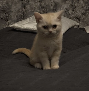 Wunderschönes kleines Katerchen 