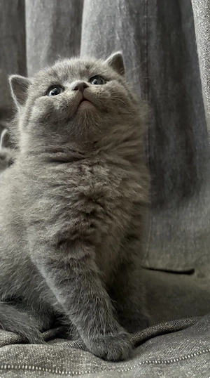 BKH-Kitten, reinrassig, Farbe blue