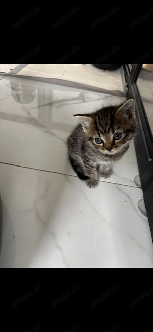 bkh ekh mix kitten