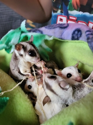 Suger Glider