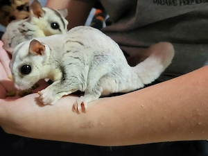 Suger Glider Bild 7