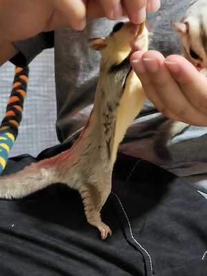 Suger Glider Bild 2