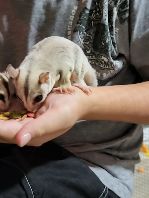 Suger Glider Bild 5