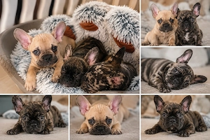 Französische Bulldoggen Welpen abgabebereit 