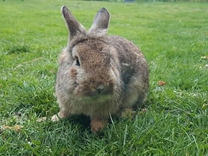 Herbie - 1 Jahr junges Kaninchen, Rammler - aus Freilandhaltung