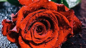 ATTRAKTIV Araber suche liebe ehrliche FRAU für Beziehung 