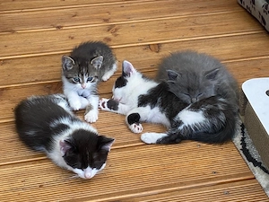 Babykatzen abzugeben 