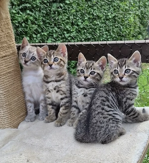 Bildschöne Bengal   Bkh-Siam Mix Kitten