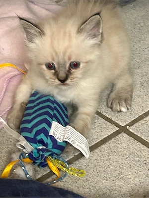 Heilge Birma Kitten 