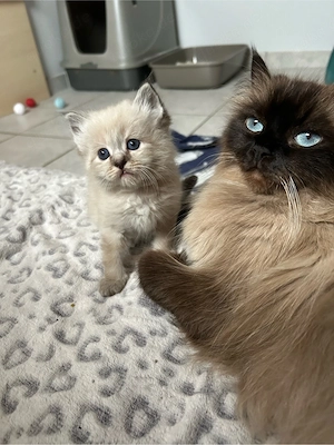 Heilge Birma Kitten 