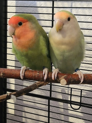 Rosenköpfchen Pärchen