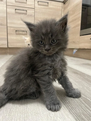 xxl maine coon kitten abzugeben 